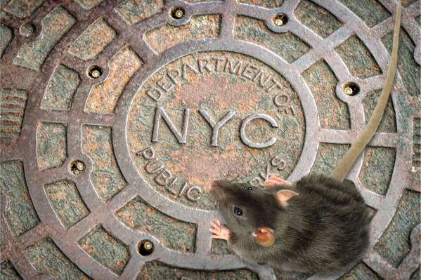 NYC Rodent Control