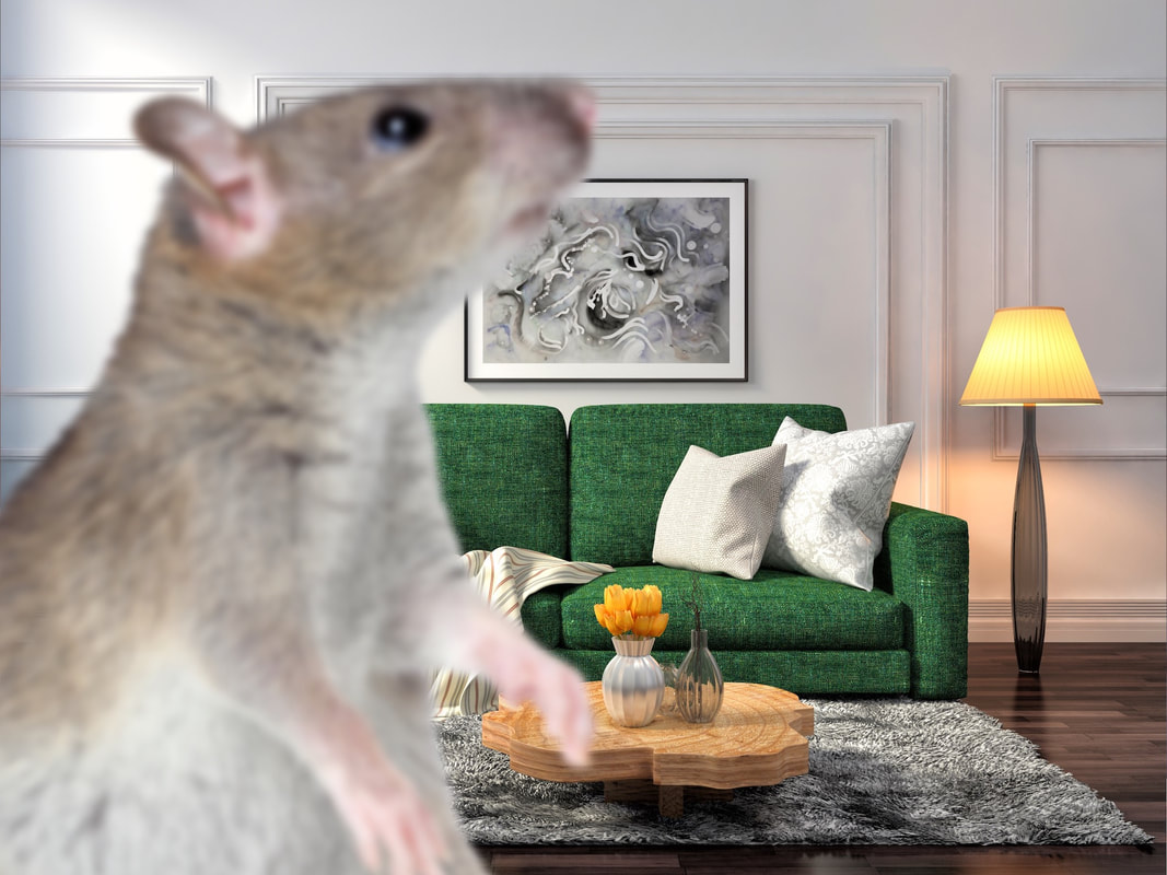 New York City Rodent Control Company